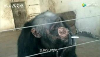 猪妹最新爆料,娱乐圈最新爆料大揭秘！